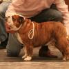 GCH PATTON'S ATTILA THE HUN OF PANNONIA, Veteran Dog, shown by owner Andrew Rohringer.